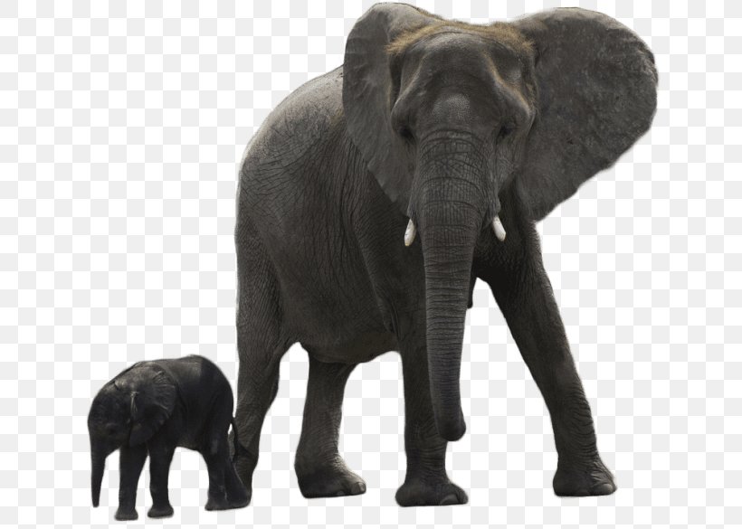 Asian Elephant African Forest Elephant Child, PNG, 650x585px, Asian Elephant, African Elephant, African Forest Elephant, Animal, Child Download Free