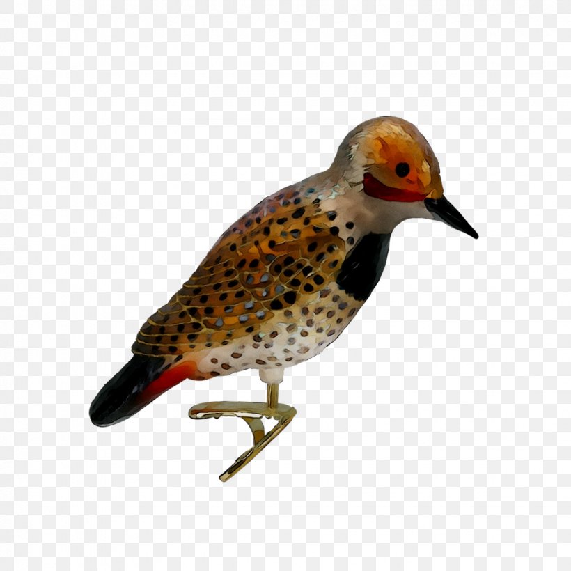 Beak Finches Piciformes Fauna, PNG, 1130x1130px, Beak, Bird, Fauna, Finch, Finches Download Free