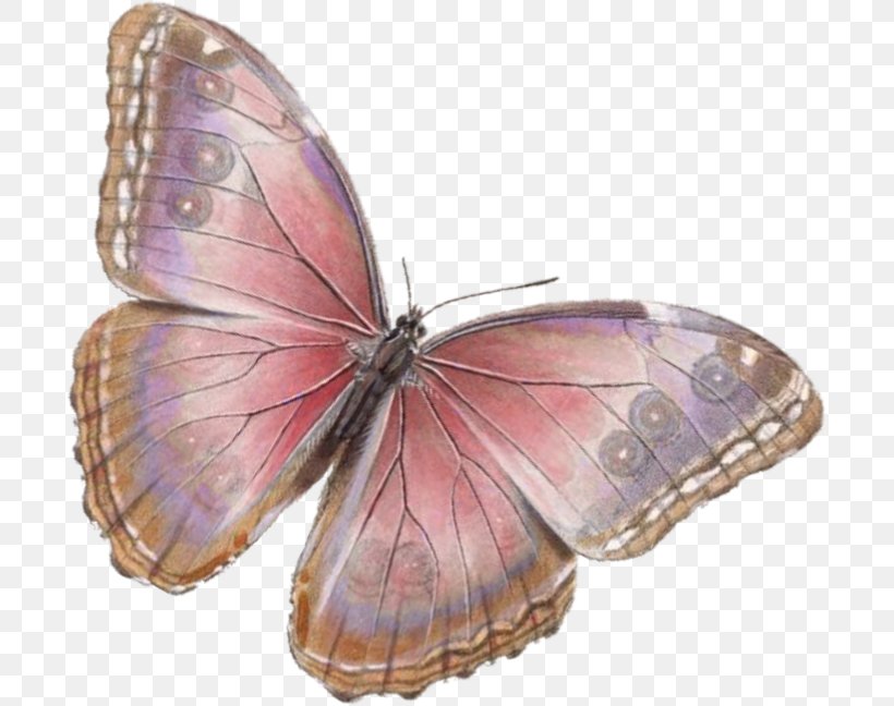 Butterfly Insect Clip Art, PNG, 696x648px, Butterfly, Art, Arthropod, Brush Footed Butterfly, Butterflies And Moths Download Free