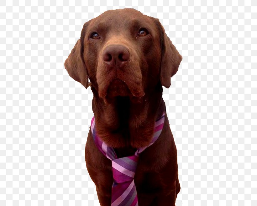 Dog Dog Breed Labrador Retriever Vizsla Sporting Group, PNG, 450x659px, Dog, Dog Breed, Dog Collar, Labrador Retriever, Sporting Group Download Free