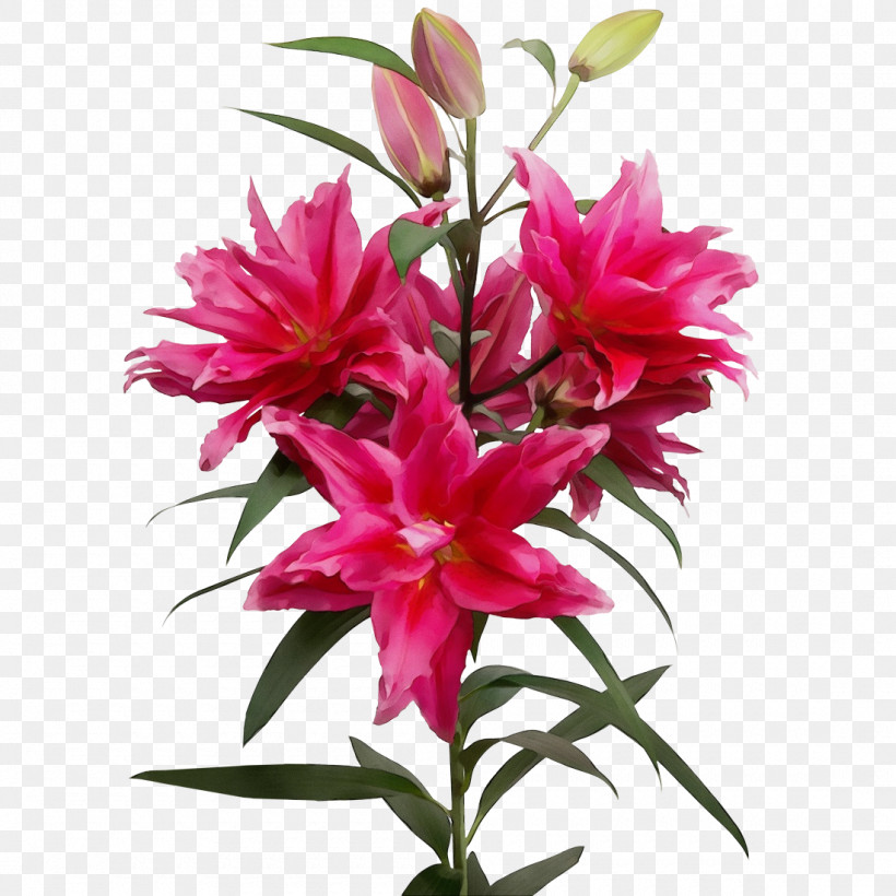 Floral Design, PNG, 1100x1100px, Watercolor, Biology, Cut Flowers, Floral Design, Flower Download Free