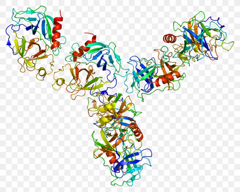 Granzyme GZMA Protein Human Leukocyte Antigen MHC Class II, PNG, 1071x858px, Watercolor, Cartoon, Flower, Frame, Heart Download Free