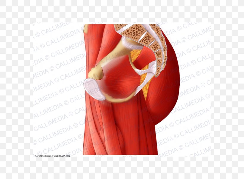 Adductor Muscles Of The Hip Anatomy Adductor Muscles Of The Hip Pelvis, PNG, 600x600px, Watercolor, Cartoon, Flower, Frame, Heart Download Free