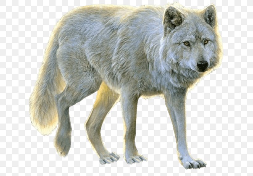Arctic Wolf Aniu Dog Image, PNG, 638x570px, Arctic Wolf, Alaskan Tundra Wolf, Ancient Dog Breeds, Aniu, Black Wolf Download Free