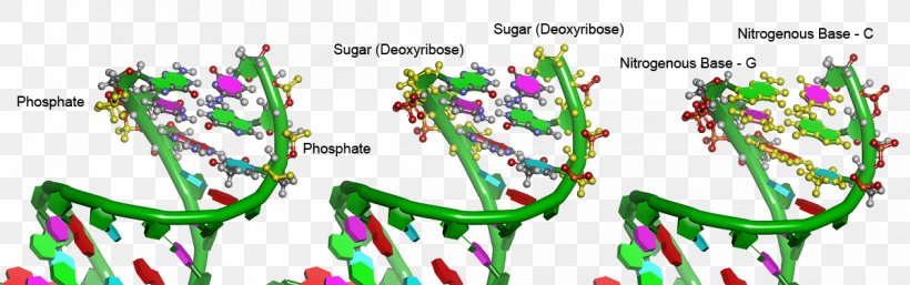 DNA Deoxyribose Phosphate Cell Nucleus, PNG, 1200x377px, Dna, Acid, Amino Acid, Cell, Cell Nucleus Download Free