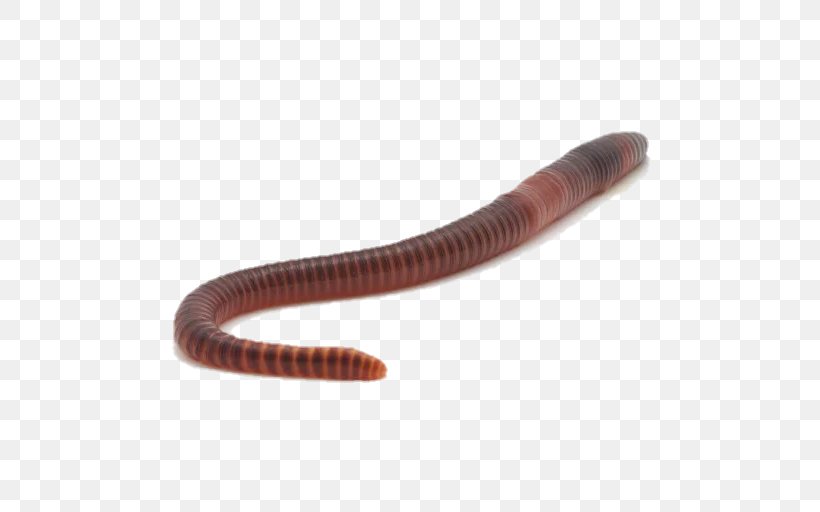 Earthworm, PNG, 512x512px, Earthworm, Invertebrate, Ringed Worm, Worm Download Free