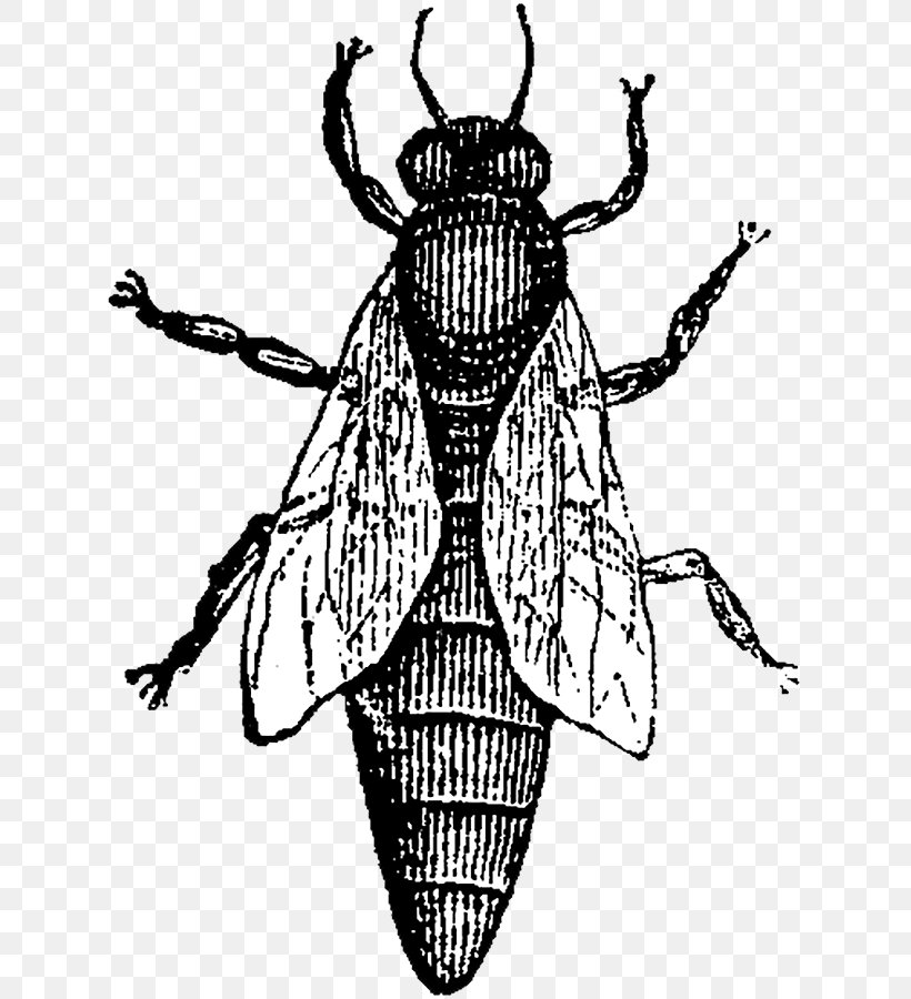 Insect Clip Art Black & White, PNG, 627x900px, Insect, Arthropod, Beetle, Black White M, Blister Beetles Download Free