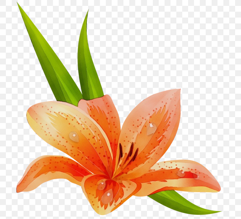 Orange, PNG, 800x748px, Watercolor, Amaryllis Belladonna, Daylily, Flower, Hippeastrum Download Free