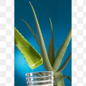 Alo Vera - Amara Organics Aloe Vera Gel From Organic Cold Pressed Aloe Forever Living Products Amara Organics Aloe Vera Gel From Organic Cold Pressed Aloe Personal Care PNG