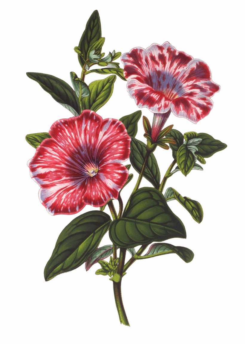 Botanical Illustration Botany Drawing, PNG, 914x1280px, Botanical Illustration, Annual Plant, Antique, Art, Botany Download Free