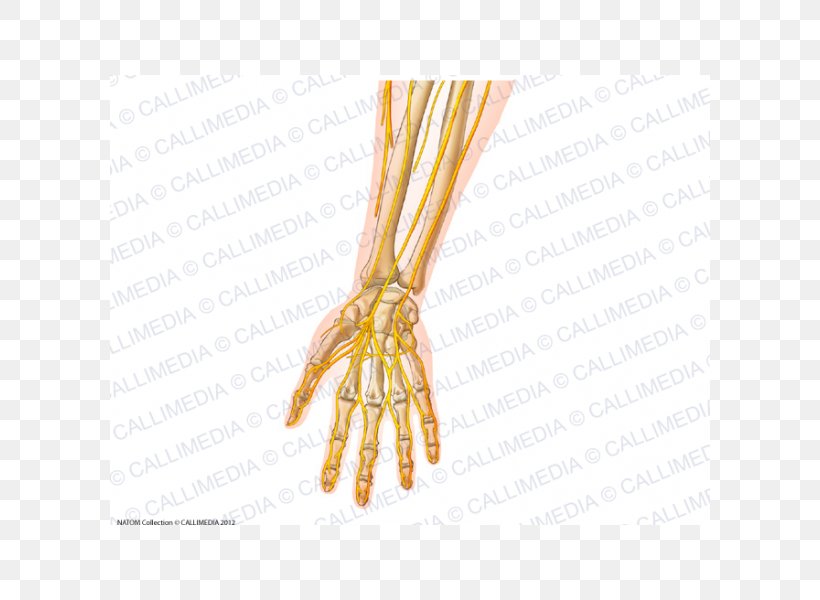 Forearm Nerve Peripheral Nervous System, PNG, 600x600px, Watercolor, Cartoon, Flower, Frame, Heart Download Free