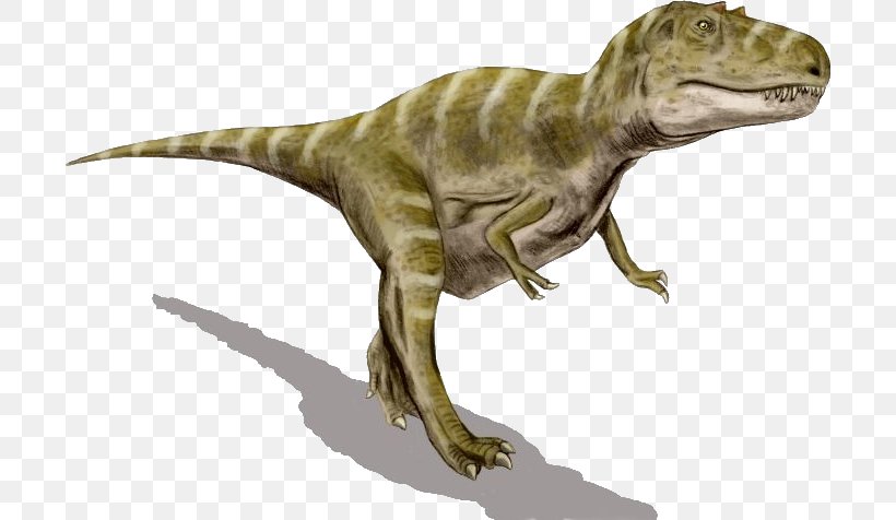 Gorgosaurus Albertosaurus Tyrannosaurus Agujaceratops Dinosaur, PNG, 700x476px, Gorgosaurus, Agujaceratops, Albertosaurus, Allosaurus, Animal Figure Download Free