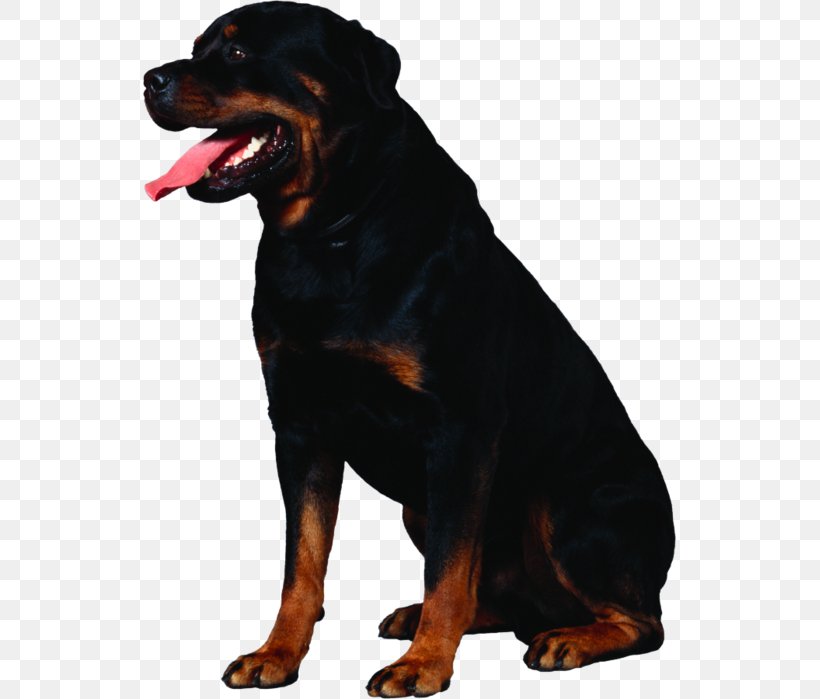 Rottweiler Dogue De Bordeaux Golden Retriever Puppy Dog Breed, PNG, 533x699px, Rottweiler, Animal, Breed, Carnivoran, Christmas Download Free
