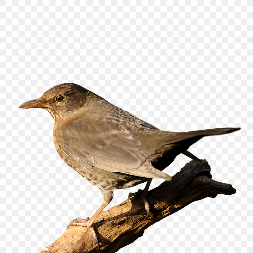 Feather, PNG, 1440x1440px, House Sparrow, Beak, Bird Nest, Birds, Common Blackbird Download Free