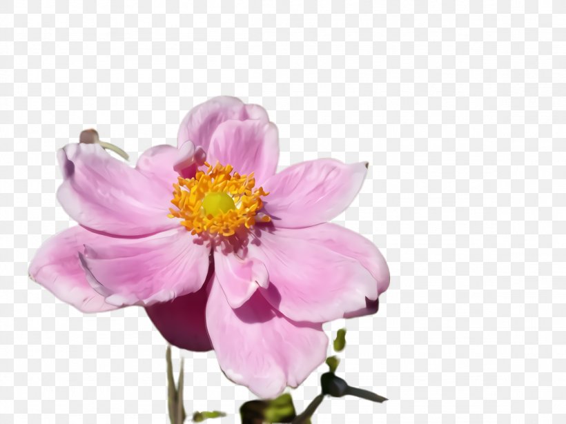 Flower Flowering Plant Petal Pink Plant, PNG, 2308x1732px, Flower, Blossom, Cut Flowers, Flowering Plant, Japanese Anemone Download Free
