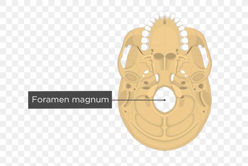 Occipital Bone Temporal Bone Anatomy Human Skeleton, PNG, 704x550px, Occipital Bone, Anatomy, Bone, External Occipital Protuberance, Facial Skeleton Download Free