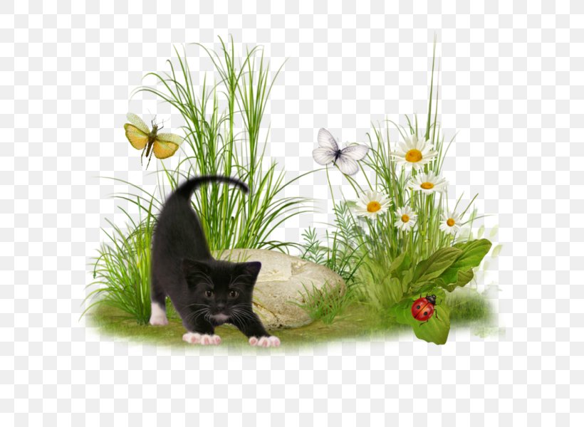 Whiskers Black Cat Kitten Clip Art, PNG, 600x600px, Whiskers, Animal, Black Cat, Blog, Cat Download Free