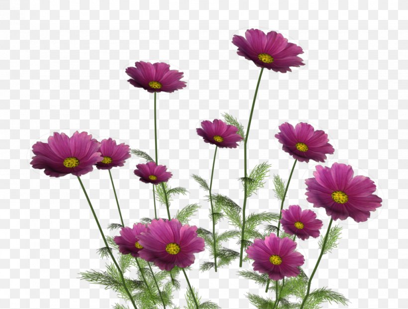 Flower, PNG, 1028x779px, Flower, Animation, Annual Plant, Aster, Blog Download Free
