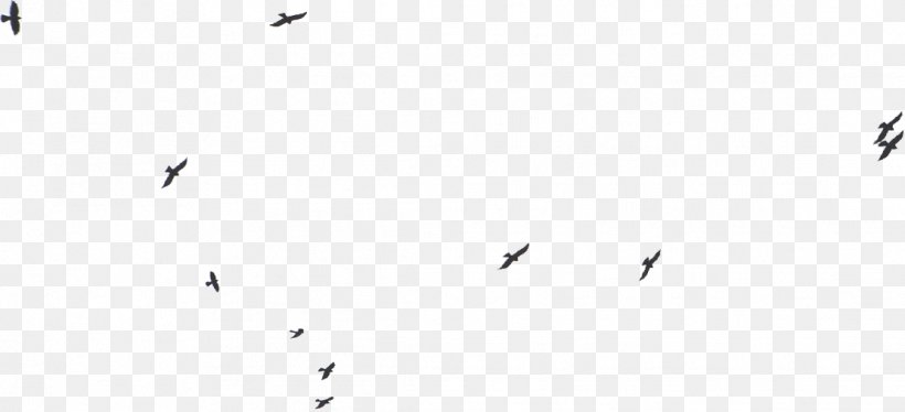 Ulric Web Design Ltd Website Builders Norfolk Diss, PNG, 1112x508px, Website Builders Norfolk, Animal Migration, Bird, Bird Migration, Black Download Free