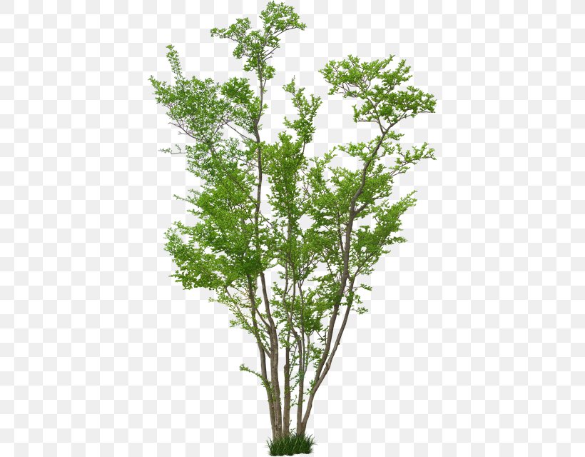 Architecture Tree Plant Landscape Design, PNG, 406x640px, Architecture, Architectural Drawing, Balsam Fir, Branch, Drawing Download Free