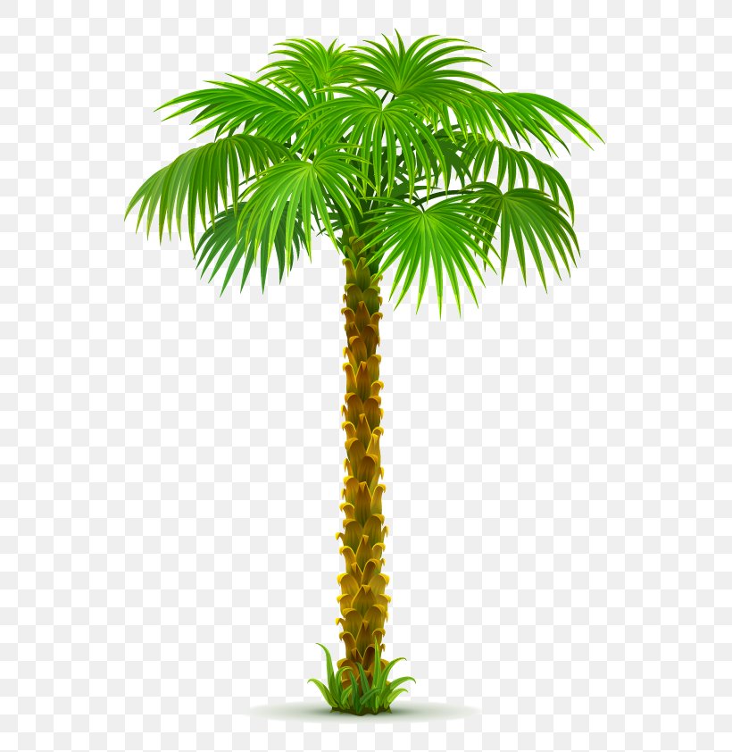 Clip Art Palm Trees California Palm, PNG, 595x842px, Palm Trees, Areca Nut, Arecales, Attalea Speciosa, Babassu Download Free