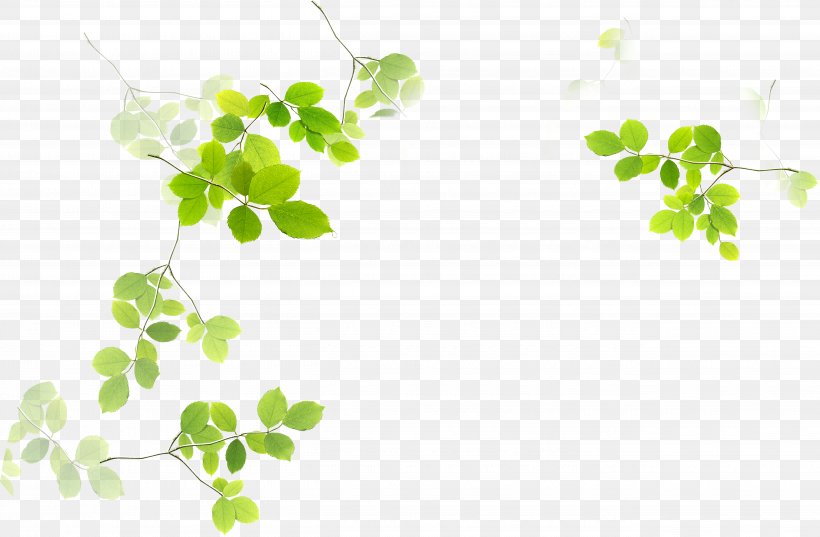 Leaf Green Euclidean Vector, PNG, 5216x3421px, Leaf, Branch, Floral Design, Google Images, Grass Download Free
