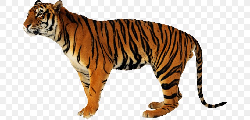 Lion Clip Art Jaguar Cat, PNG, 670x394px, Lion, Animal, Animal Figure, Bengal Tiger, Big Cat Download Free