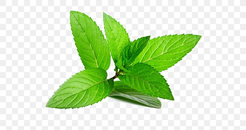 Peppermint Herb Mentha Spicata Leaf, PNG, 585x433px, Peppermint, Basil, Essential Oil, Flavor, Food Download Free