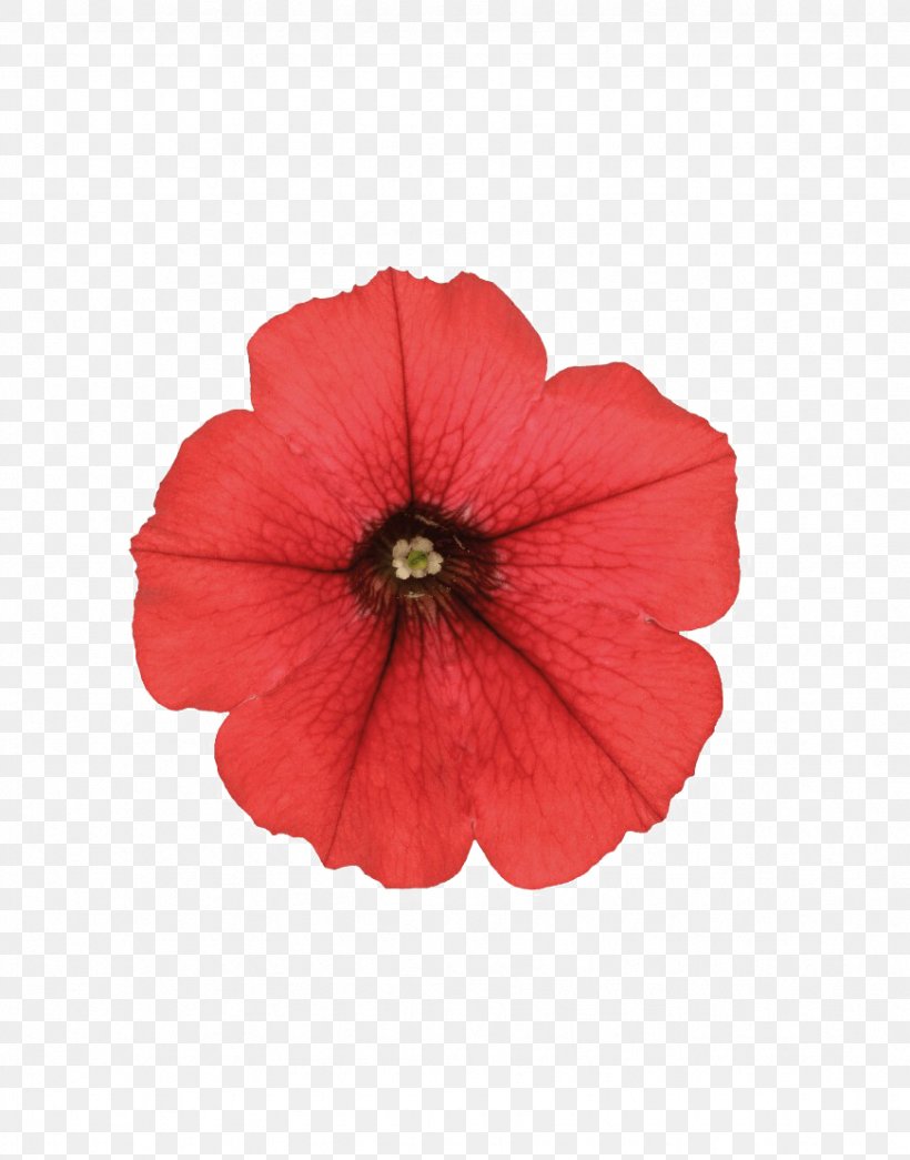 Image Desktop Wallpaper Clip Art, PNG, 871x1111px, Flower, Annual Plant, Coquelicot, Flowering Plant, Hibiscus Download Free