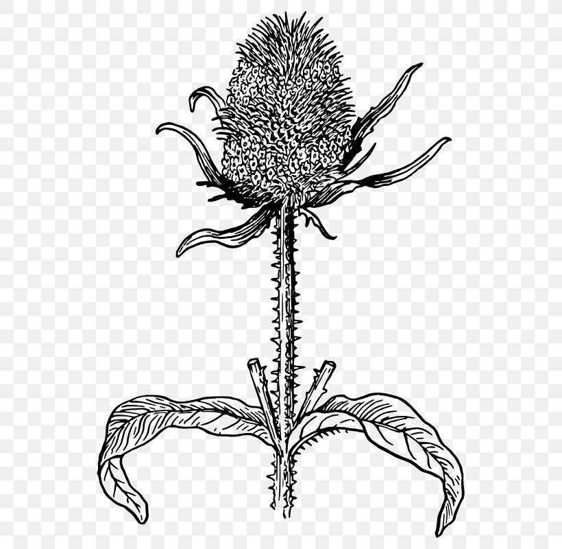 Thistle Bee Coloring Book Honeycomb Clip Art, PNG, 569x800px, Thistle, Artwork, Bee, Beeswax, Black And White Download Free