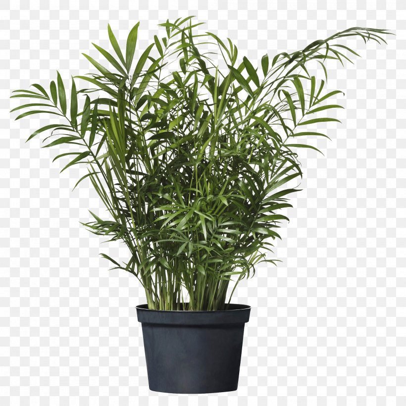 Chamaedorea Elegans Howea Forsteriana Houseplant IKEA Arecaceae, PNG, 2000x2000px, Chamaedorea Elegans, Areca Palm, Arecaceae, Arecales, Chamaedorea Download Free