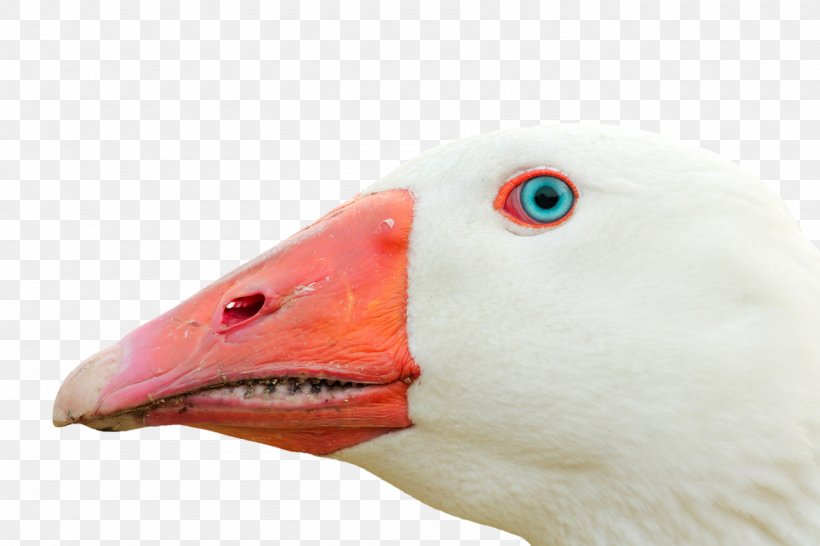 Goose Bird Duck Beak, PNG, 1280x853px, Goose, Anatidae, Beak, Bird, Canada Goose Download Free