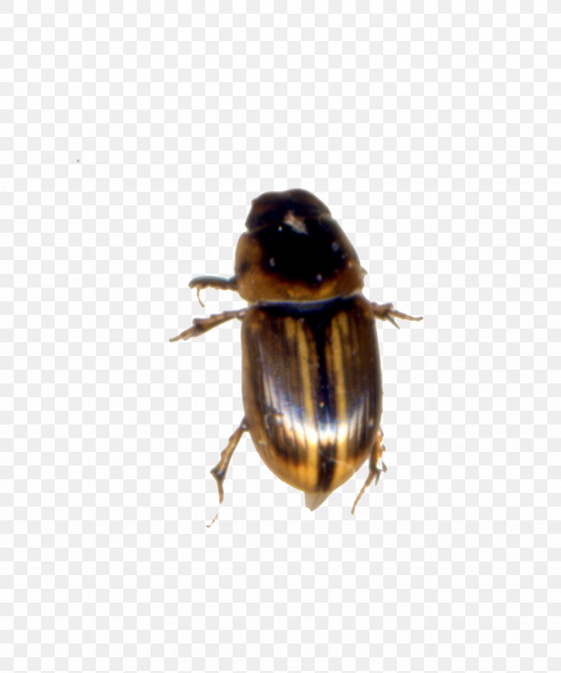 Bumblebee Dung Beetle Weevil, PNG, 1334x1600px, Bumblebee, Arthropod, Bee, Beetle, Dung Beetle Download Free
