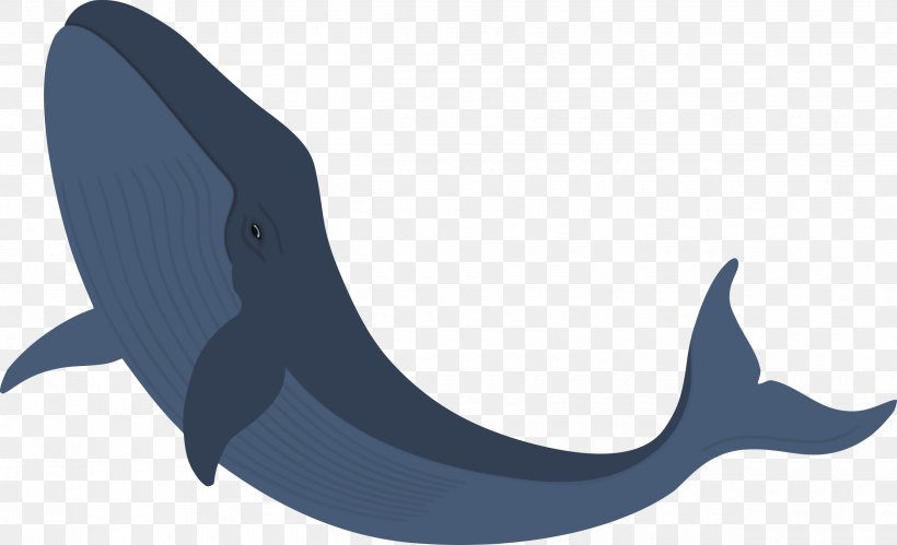 Shark Fin Background, PNG, 2500x1524px, Dolphin, Blue Whale, Fin, Fish, Hammerhead Download Free