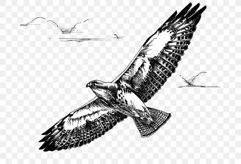 Bird Of Prey Swainson's Hawk Red-tailed Hawk, PNG, 725x558px, Bird, Accipitriformes, American Robin, Bald Eagle, Beak Download Free