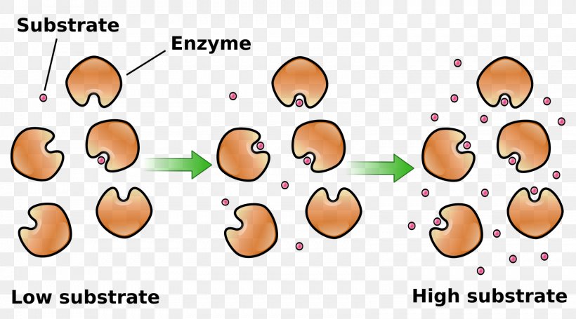 Enzyme Substrate Concentration Enzyme Kinetics, PNG, 1599x888px, Substrate, Biochemistry, Cartoon, Catalysis, Chemical Kinetics Download Free