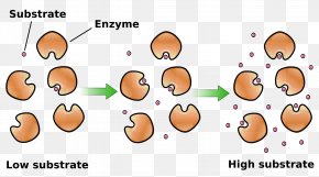 Enzyme Substrate Concentration Enzyme Kinetics PNG