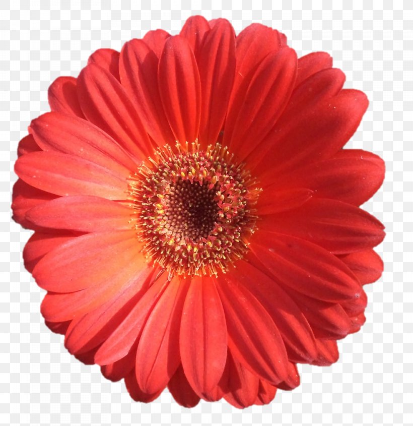 Transvaal Daisy Cut Flowers Business Darśana Sarada Uchiha, PNG, 984x1014px, Transvaal Daisy, Annual Plant, Business, Cut Flowers, Daisy Family Download Free