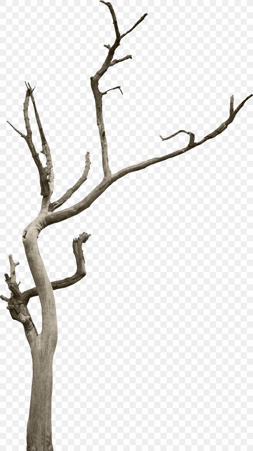 Tree Branch Woody Plant Snag, PNG, 1848x3289px, Tree, Antler, Black And White, Branch, Forest Download Free