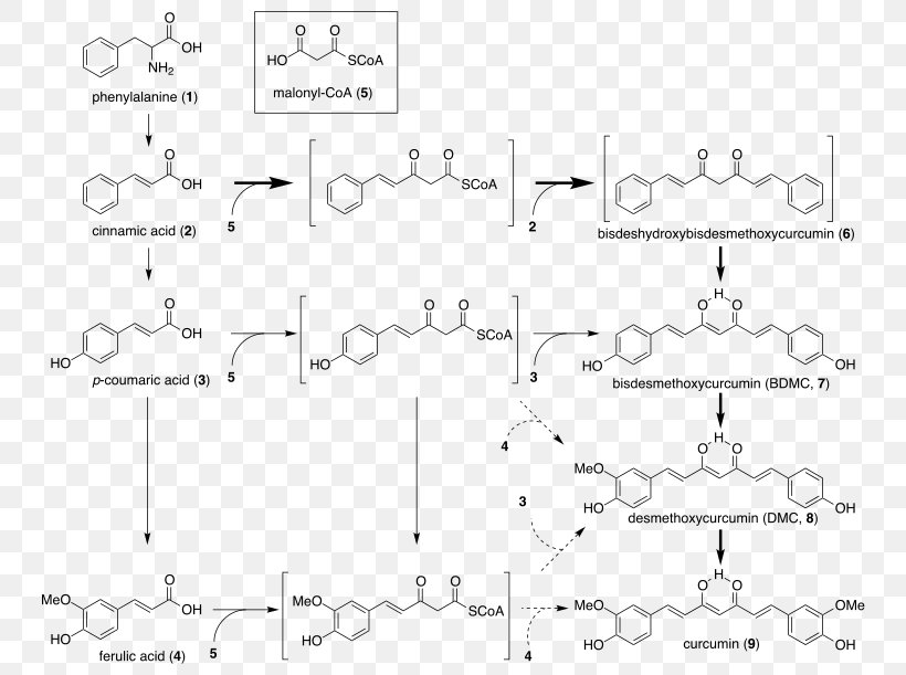 Turmeric Curcuminoid Biosynthesis Caryophyllene, PNG, 764x611px, Turmeric, Area, Biosynthesis, Black And White, Black Pepper Download Free