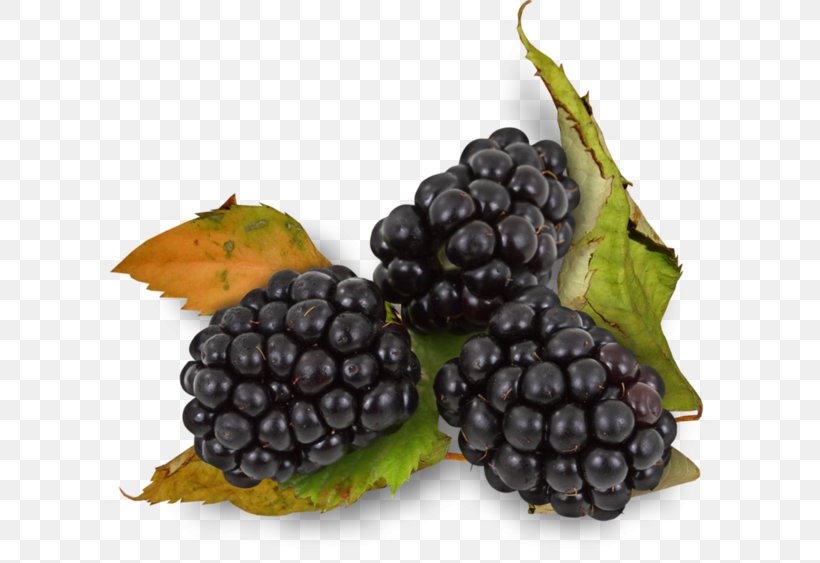 BlackBerry Auglis Rubus Ulmifolius, PNG, 600x563px, Blackberry, Auglis, Berry, Bilberry, Blueberry Download Free