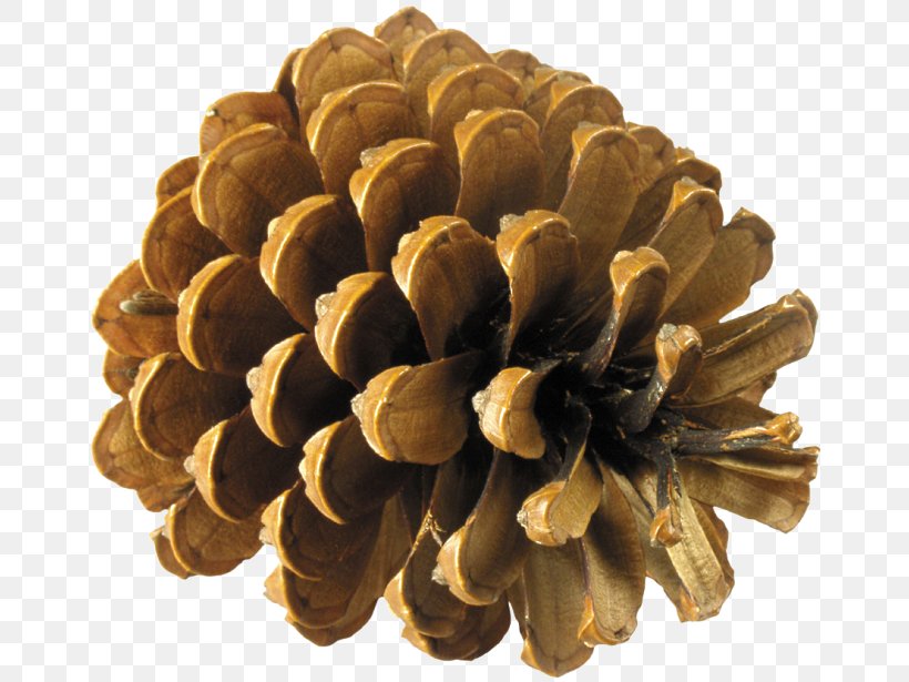 Conifer Cone Image File Formats Clip Art, PNG, 670x615px, Conifer Cone, Digital Image, Image File Formats, Information, Material Download Free