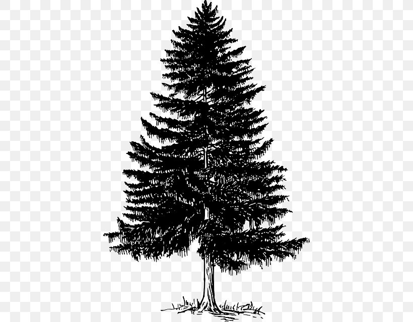 Fir Pine Evergreen Tree, PNG, 410x640px, Fir, Black And White, Branch, Christmas Decoration, Christmas Ornament Download Free