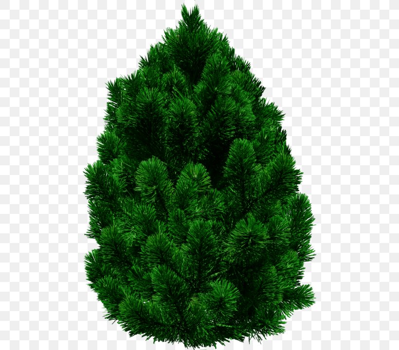 Stone Pine Clip Art Fir Tree, PNG, 480x720px, Stone Pine, Biome, Christmas Decoration, Christmas Tree, Conifer Download Free