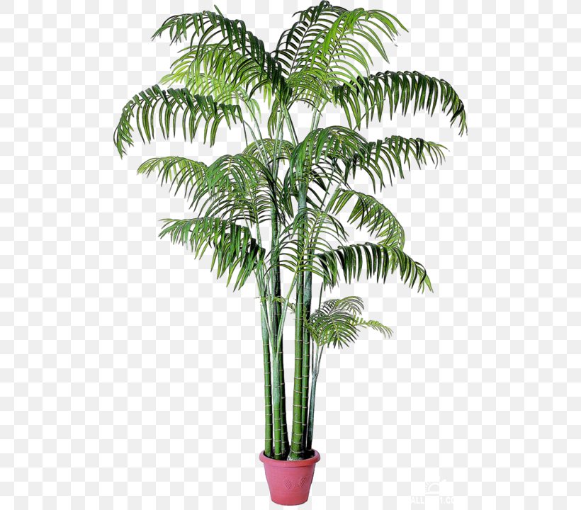 Babassu Houseplant Arecaceae Date Palms Chamaedorea, PNG, 500x720px, Babassu, Arecaceae, Arecales, Attalea, Attalea Speciosa Download Free