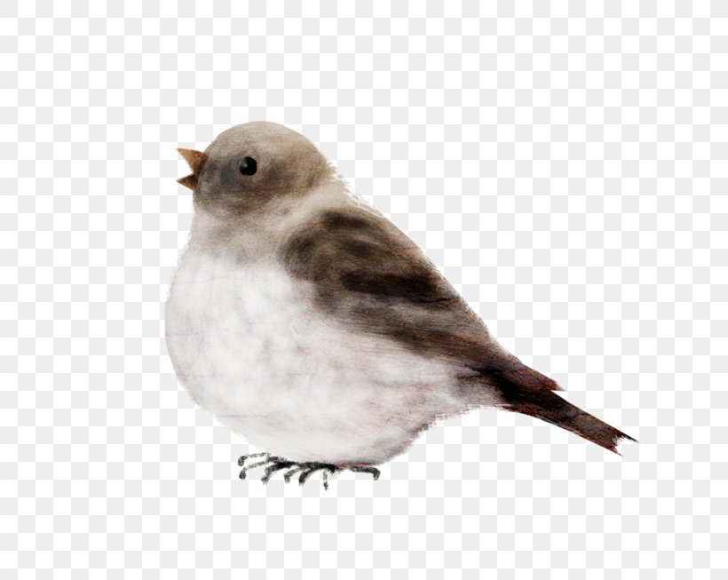 Bird House Sparrow Oyster Finch, PNG, 699x653px, Bird, Beak, Emberizidae, Fauna, Feather Download Free