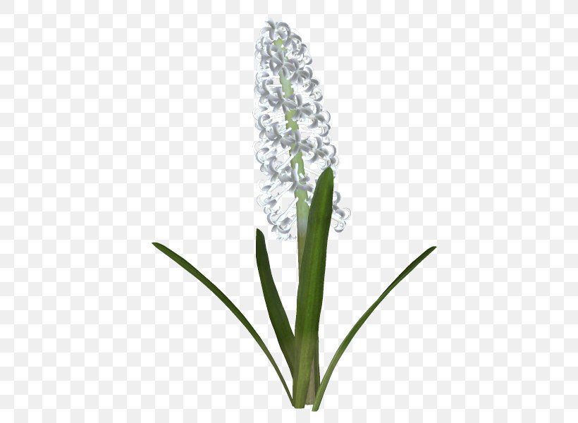 Flowering Plant Plant Stem, PNG, 600x600px, Flower, Flowering Plant, Grass, Plant, Plant Stem Download Free