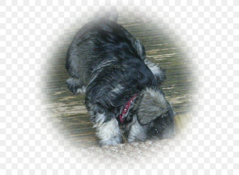 Miniature Schnauzer Schnoodle Affenpinscher Havanese Dog Lhasa Apso, PNG, 600x600px, Miniature Schnauzer, Affenpinscher, Breed, Carnivoran, Dog Download Free
