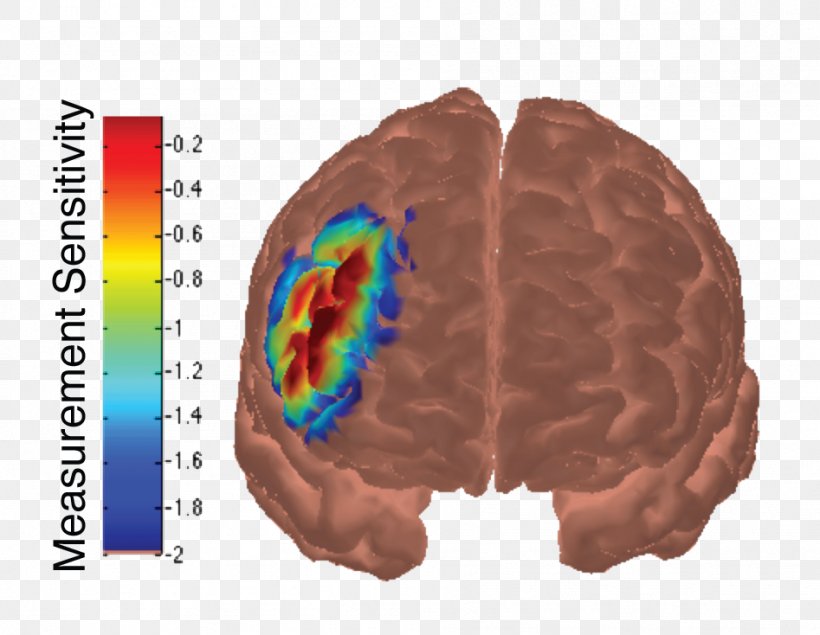 Brain Dorsolateral Prefrontal Cortex Cerebral Cortex Frontal Lobe, PNG, 947x734px, Watercolor, Cartoon, Flower, Frame, Heart Download Free