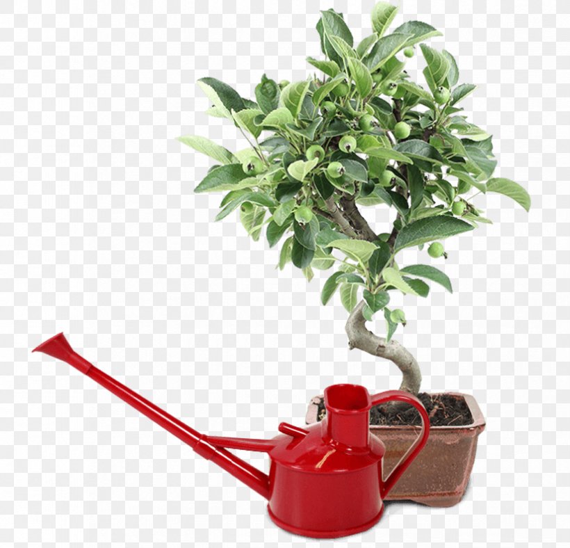 Flowerpot Houseplant Tree Herb, PNG, 825x793px, Flowerpot, Herb, Houseplant, Plant, Tree Download Free